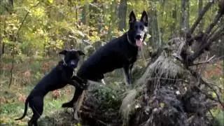 Enter & Euphoria- interactive dog walking, obedience & tricks:)