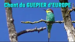 Chant et cri du GUEPIER d'EUROPE