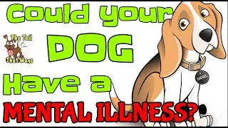 Dog Video Could Your Dog Have a Mental Illness?