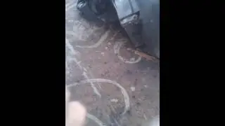 Iguana legal