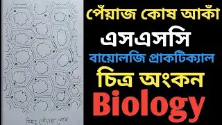 চিত্রঃ পেঁয়াজ কোষ আকাঁ / Onion cell Drawing / Ssc Biology practical drawing 