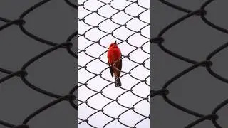 🐦Remove Bird from Photo with Photoshop #Masking #Photoshop #PhotoEditing #shorts #photoshoptips