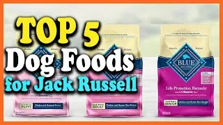 ✅Top 5 Best Dog Foods for Jack Russell Reviews 2025