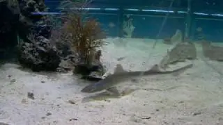 SMOOTH HOUND SHARK FEEDING IN AQUARIUM
