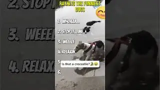 Ranking The Funniest Dogs 😂 #comedy #funny #funnyvideosclips #amazing