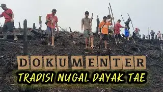 Tradisi Nugal Dayak Tae – Ritual Mengantar Padi “Berlayar”