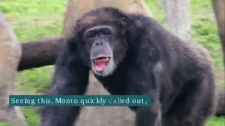 The Monkey and the parrot Friendship story