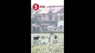 AI tea-pickers debut in China's Hangzhou to assist with tea harvest