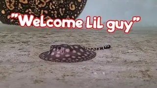 INSANE Super Spotted Stingray Pups just Born