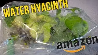Unboxing Water Hyacinth From Amazon!