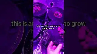 Deep Water Bucket Hydroponic System explanation (DWC) #bangerlabs #hydroponics #farming #hydro #grow