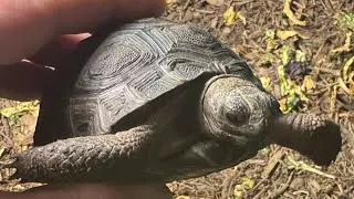 It’s a Tort Party #tortoise #tortoisecare #tortoisethomas #westernstatetortoise #party 