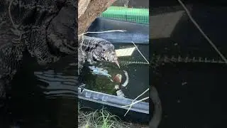 Princess Enjoying An Afternoon Dip | Radical Reptile Fun