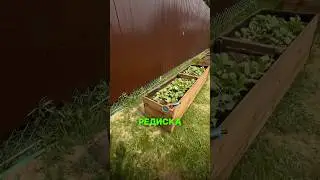 Вот что выросло на моих высоких грядках за 2 недели