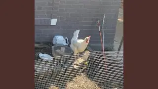White Rooster