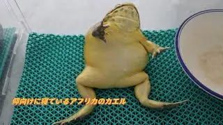 とても可愛いアフリカウシガエル！ 彼は寝るのが好きです | Very cute African bullfrog. He likes sleeping.