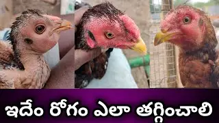 coryza chicken treatment||how to recover coryza in disease||కోళ్ల కి తల  వస్తే ఏం చేయాలి