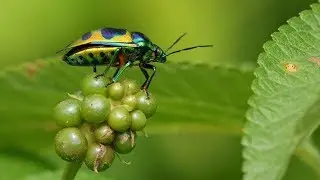 The colorful Jewel Bug (in 4K)