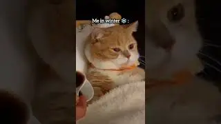 Me in summer and winter #cat #cutecat #beautifulcat #cute #prettycat #trendingshorts #shortsfeed