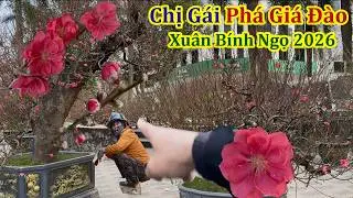 Đào Cổ Giá Rẻ Tràn Ngập Đường Phố Hà Nội - Xuân Bính Ngọ 2026