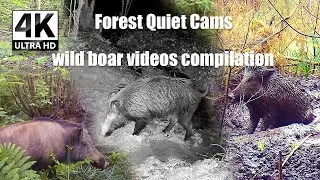 When Wild Boars Rule the Forest | Quiet Night Moments