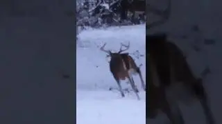 Old buck taken down with shotgun #deer #hunting #whitetaildeer