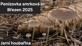 JARNÍ HOUBAŘENÍ 2025 (Březen)