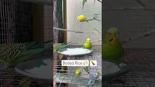 Rice 🌾 #budgies #lovebirds #budgie #birds #petsvlog #parrot #parakeet #wowbirds #pets