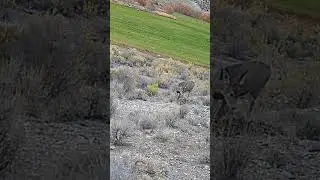 Mule Deer Showing Up on Trail Cam