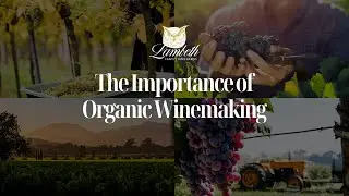 Organic Winemaking: A Sustainable Journey from Vine to Bottle