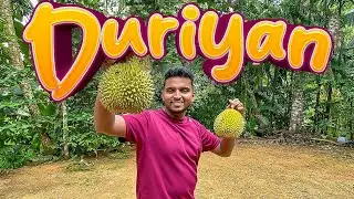 It's Duriyan Time 😋