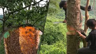 Primitive Technology: Amazing Find Giant HoneyBee For Food In The Forest