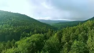 Beautiful Video of Green forest