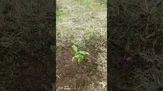 #cacao #finqueros