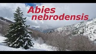 Abies nebrodensis: un abete da salvare di Vincenzo Sottosanti (2014)