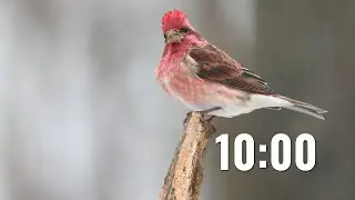 10 Minute Winter Wildlife Themed Relaxing Timer