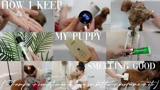 My Dogs Hygiene Routine..(how I keep her smelling good)