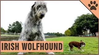 Irish Wolfhound Dog Breed - The Tallest AKC Dog Breed