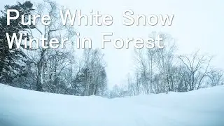 Pure White Snow - Driving in Winter Forest - Hokkaido Japan 4K