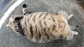 丸々と太った猫がヘソ天ポーズになって大きなお腹を触らせてくれた