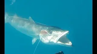 Spearfishing 2018 Cancun. Pargo 1,5 kg. Barracuda 5 kg. Подводная охота февраль 2018. Канкун