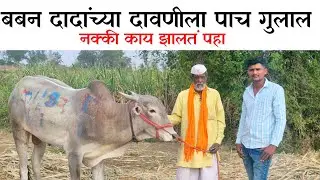 बबन दादा मुलाखत.आम्ही सुरुवातीला हेच खाद्य चारत होतो