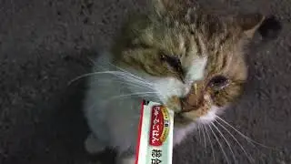 2026.1.16マルオの3本目の総合栄養ちゅーるあげました(=^・^=)