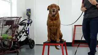 Dog Training 101 - How to Place