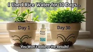 I Watered My Plants with Rice Water for 30 Days&mdash;Here&rsquo;s What Happened