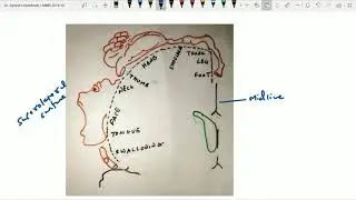 Функциональные области головного мозга часть 1