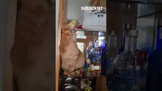Cat slaps the cockatiel 😟| The cat gets mad at parrot singing #shorts #cockatiel #cats
