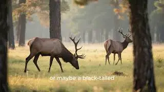 Лес секвой в США