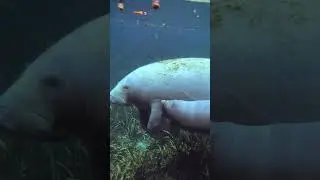 A baby manatee swims alongside with mom #shorts #shortvideo #the8kaxil