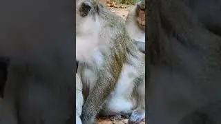 A weaned baby monkey misses for and tries to suck her mom's milk #Shorts